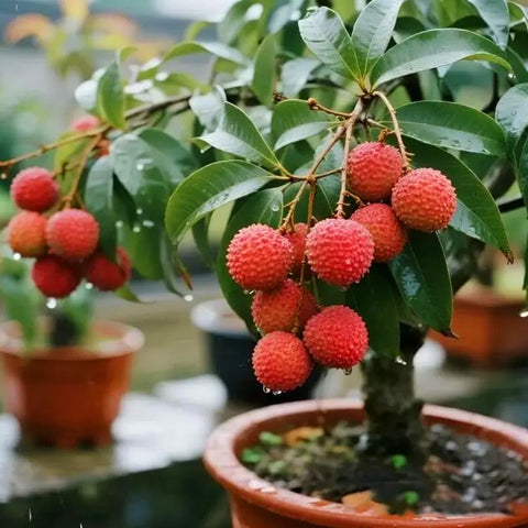 Mixrug Dwarf Lychee tree blooming with fragrant flowers attracting pollinators.