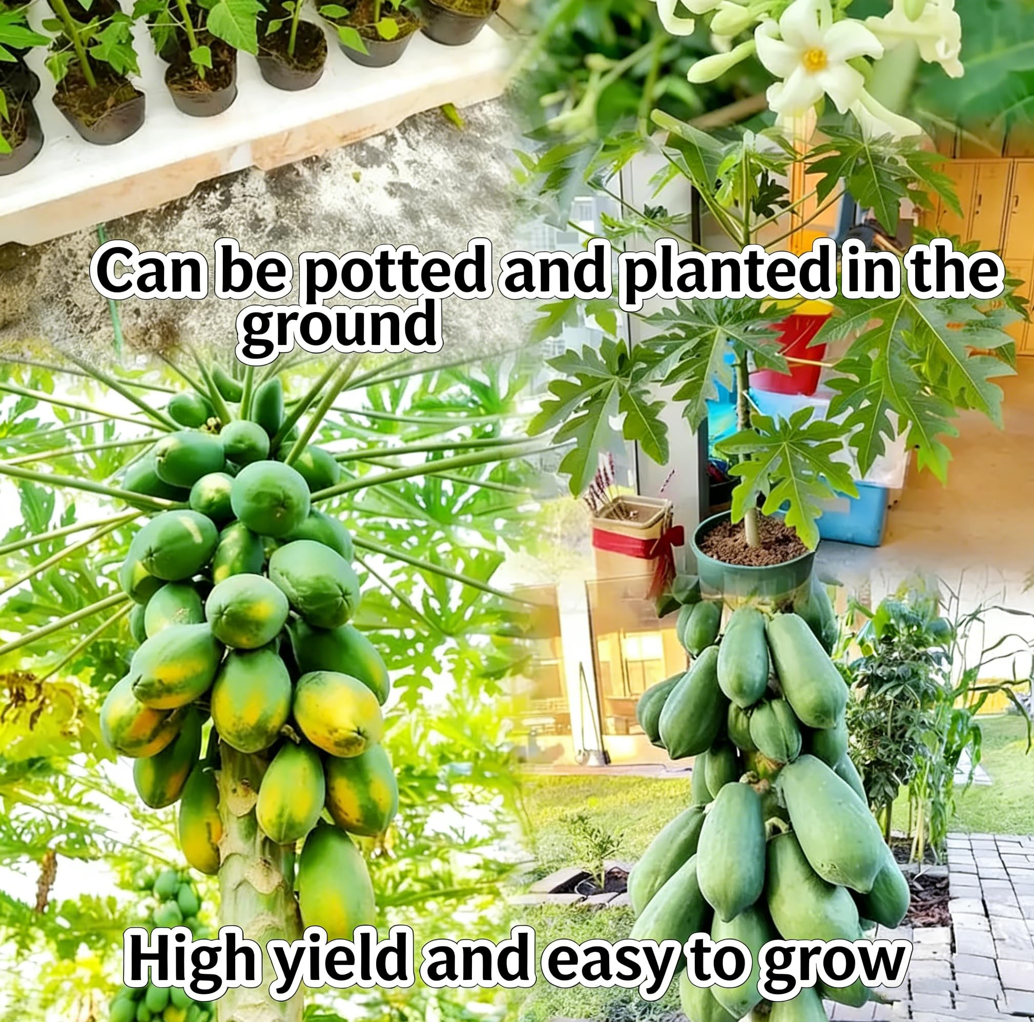 Mixrug Dwarf Papaya Fruit Close-up shows juicy, sweet interior and tropical appeal.