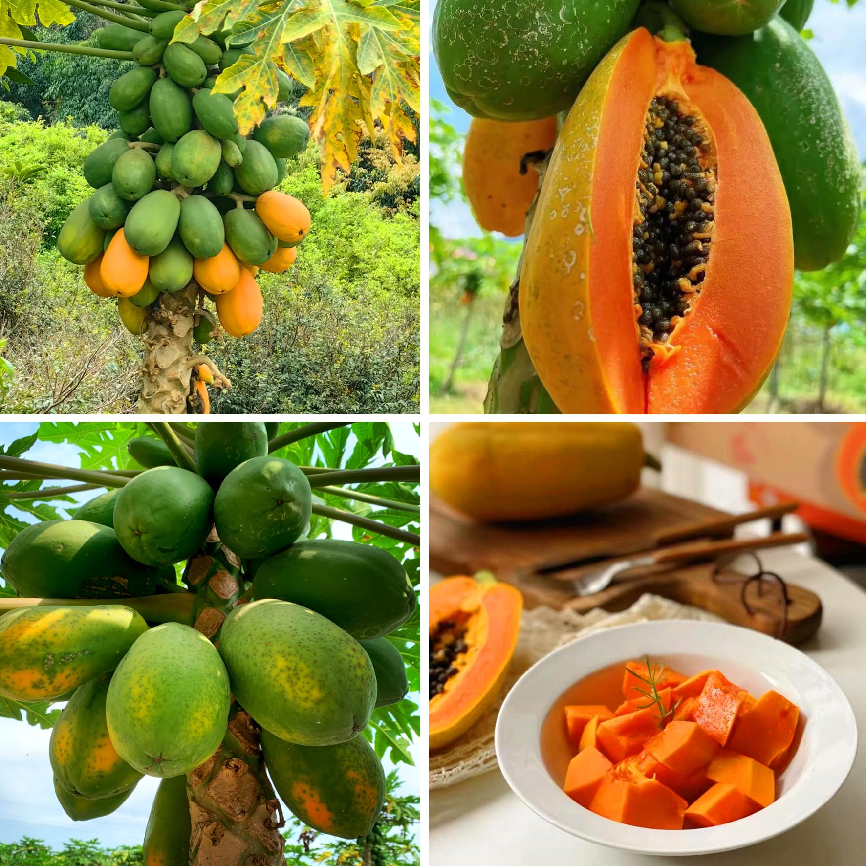 Mixrug Dwarf Papaya Seeds pack ready for at-home cultivation and tropical flavor.