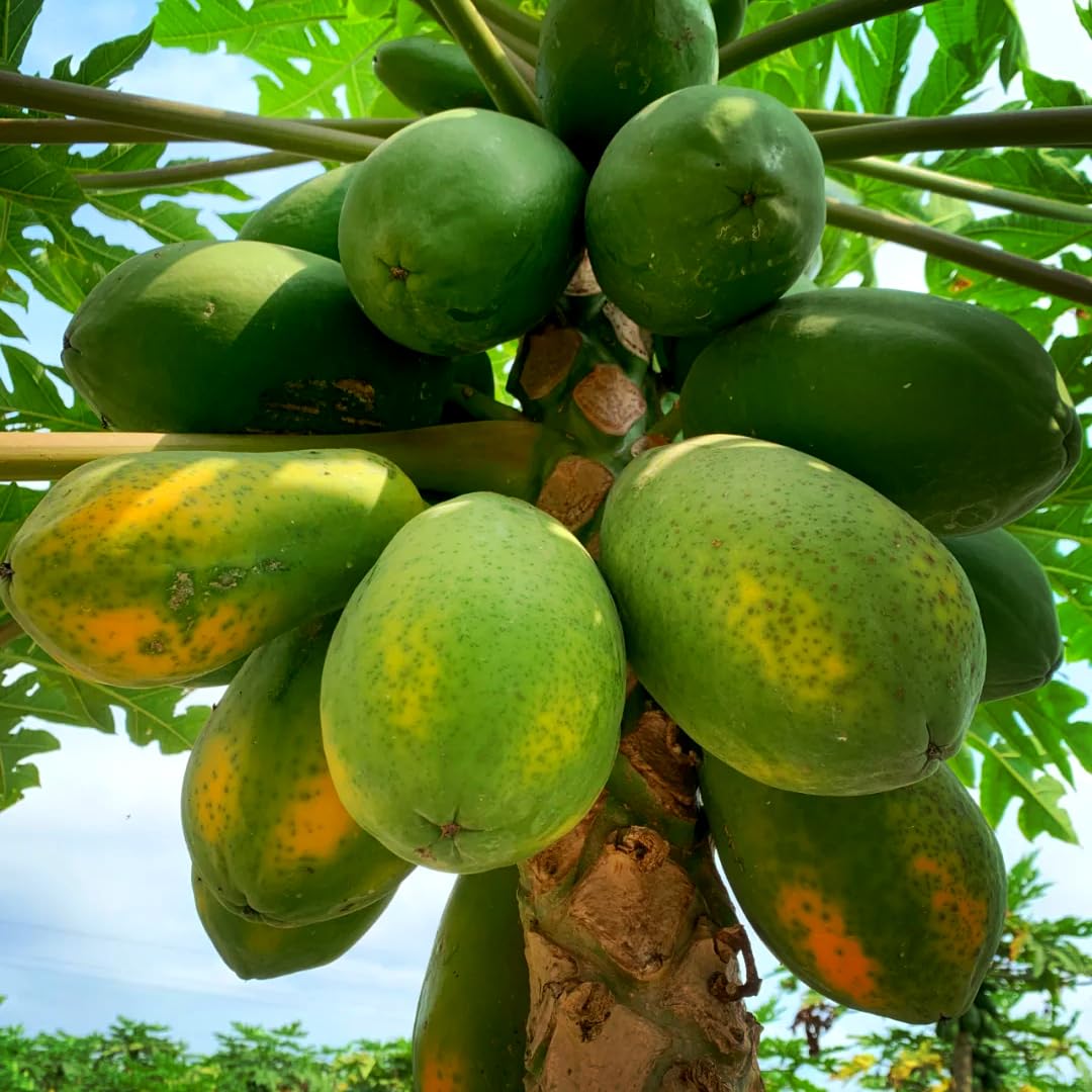 Mixrug Dwarf Papaya Tree in Bloom attracts pollinators in your garden.