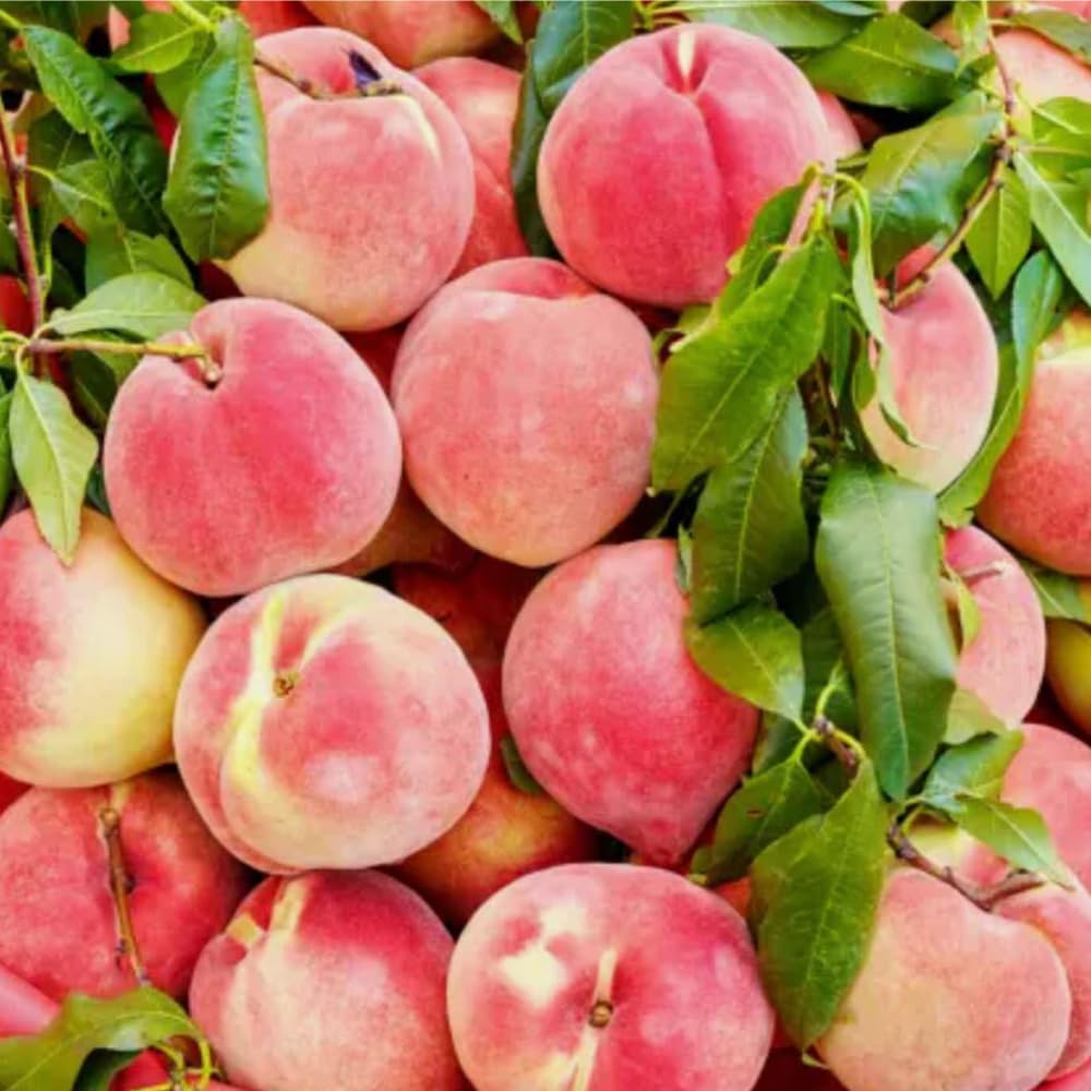 Mixrug dwarf peach tree leaf close-up highlights healthy foliage for vigorous growth.