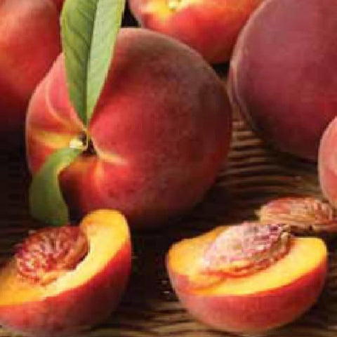 Mixrug dwarf peach tree seeds illustrate self-pollinating trait for reliable fruit set.