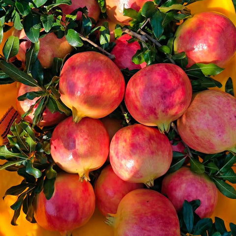 Closeup of Mixrug Dwarf Pomegranate seeds highlighting open-pollinated heritage for authentic garden flavor.