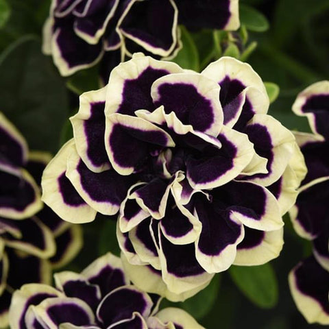 Mixrug dwarf wave petunia blooms creating vibrant color in garden beds.