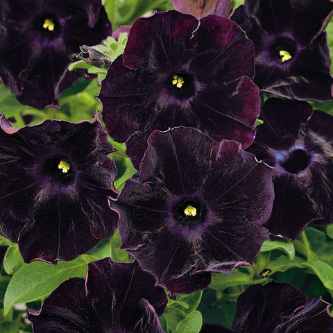 Mixrug dwarf wave petunia blooms for containers and beds