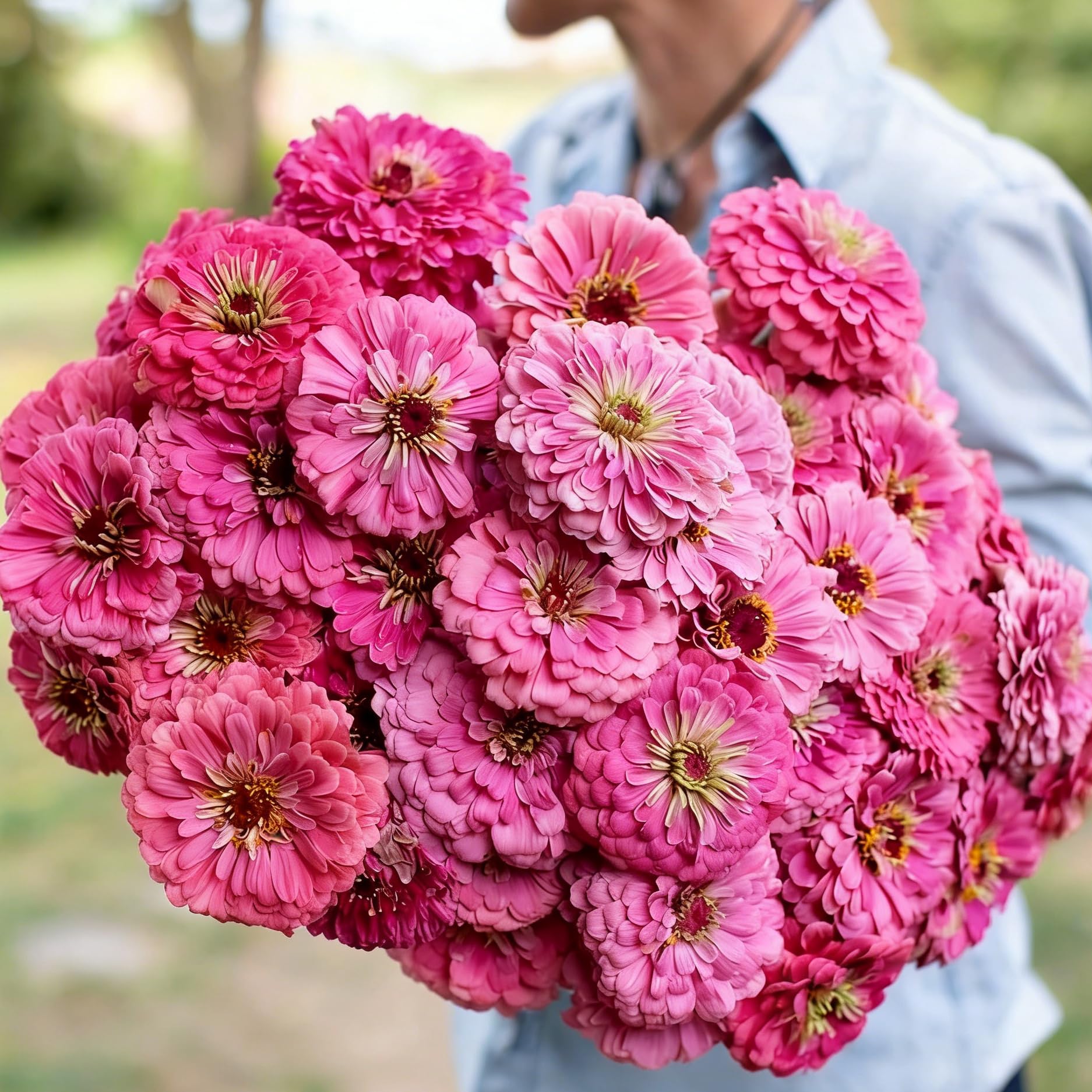 Dwarf Zinnia in a container display, thriving in pots with heat tolerance.