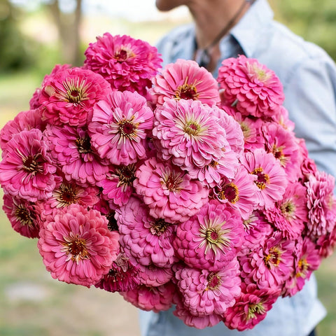 Dwarf Zinnia in a container display, thriving in pots with heat tolerance.