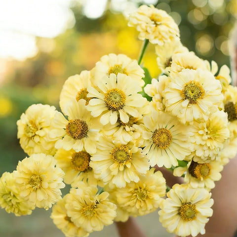 Mixrug Dwarf Zinnia in a garden bed, creating a colorful border.
