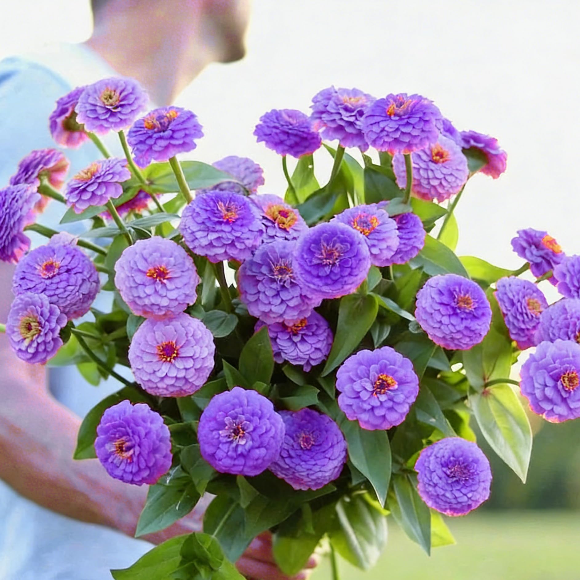 Mixrug Dwarf Zinnia in a hanging basket with bold summer color.