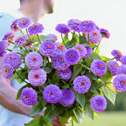 Mixrug Dwarf Zinnia in a hanging basket with bold summer color.