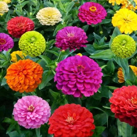 Pollinator-friendly Mixrug Dwarf Zinnia bloom attracting bees and butterflies.