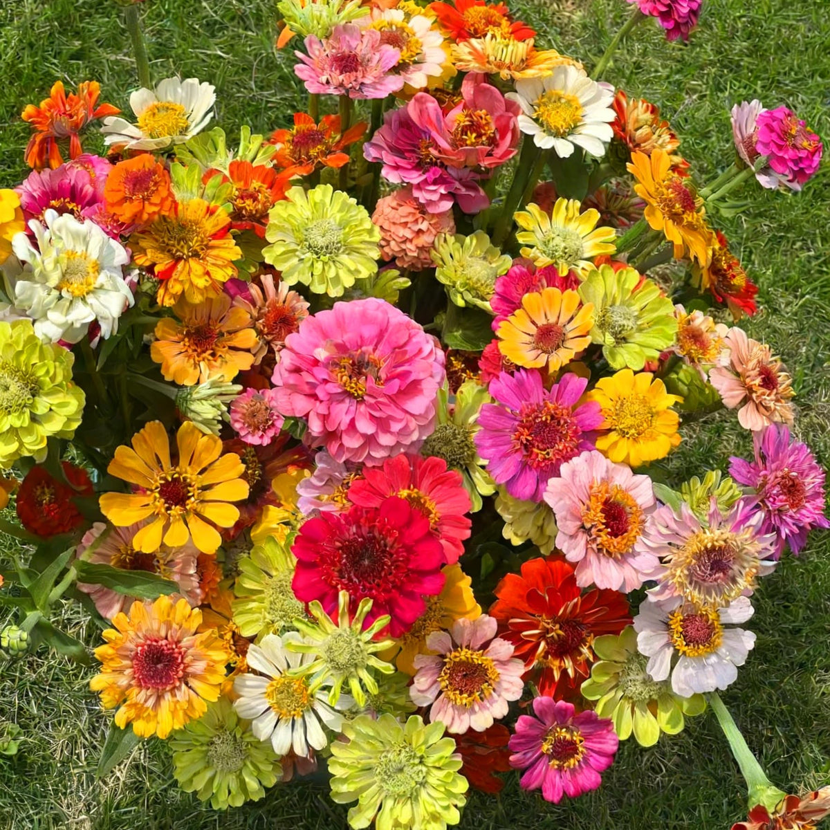Mixrug Dwarf Zinnia seeds packet showcases vibrant colors ready for outdoor planting.