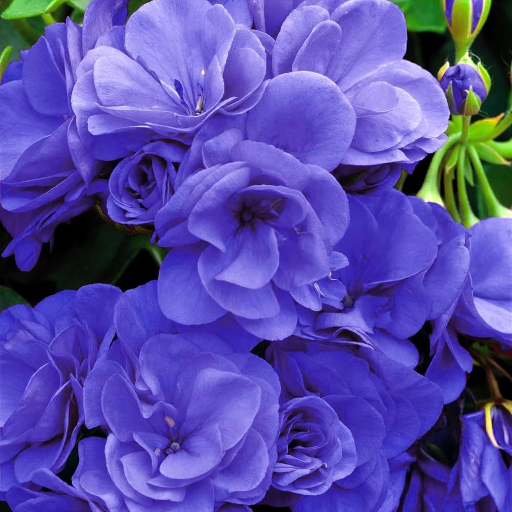 Mixrug easy-to-grow geranium seeds deliver quick germination for balcony or garden beds.