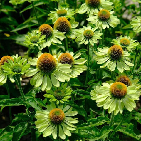 Mixrug Echinacea flowers bloom up close, attracting butterflies.