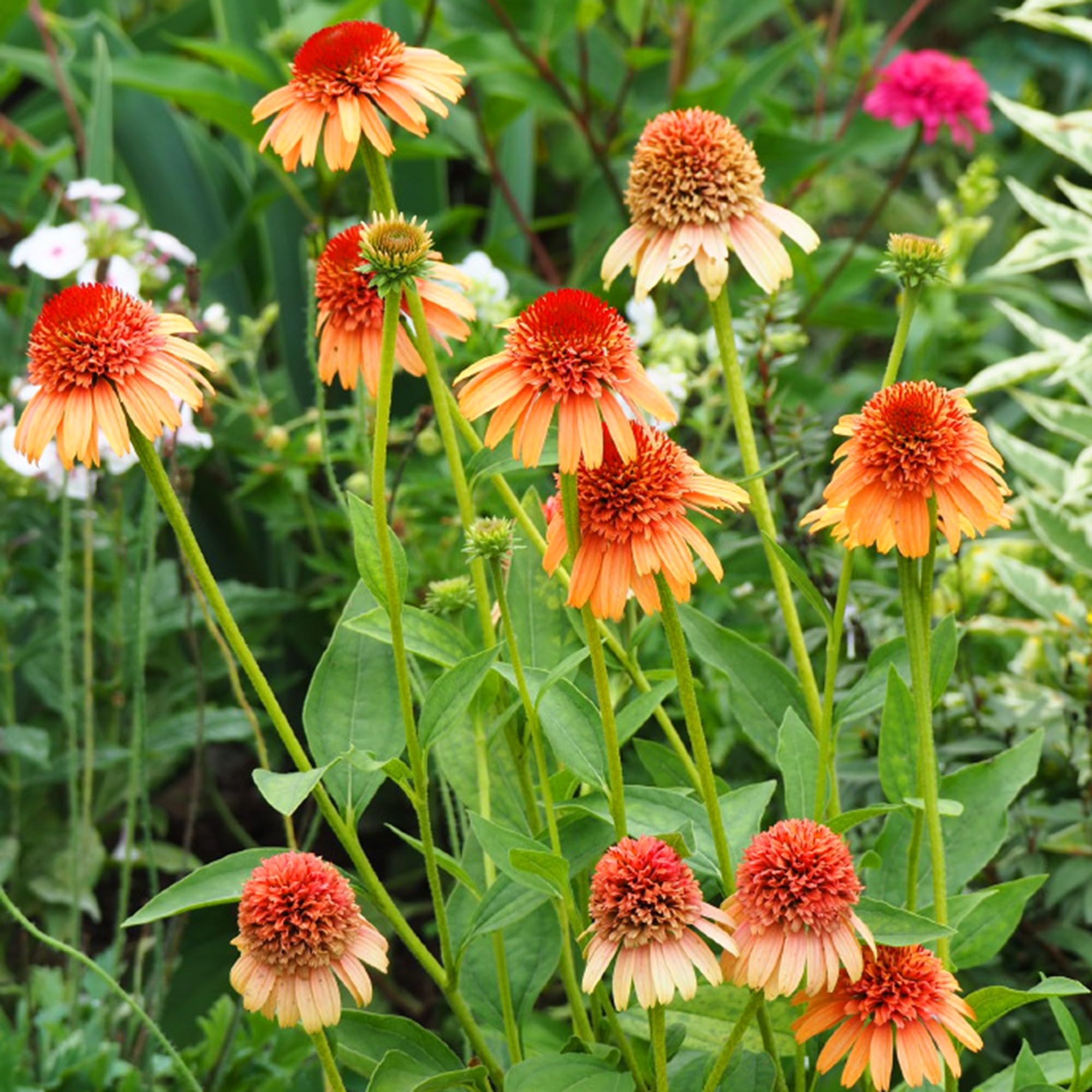 Mixrug Echinacea garden layout adds color to borders and beds.