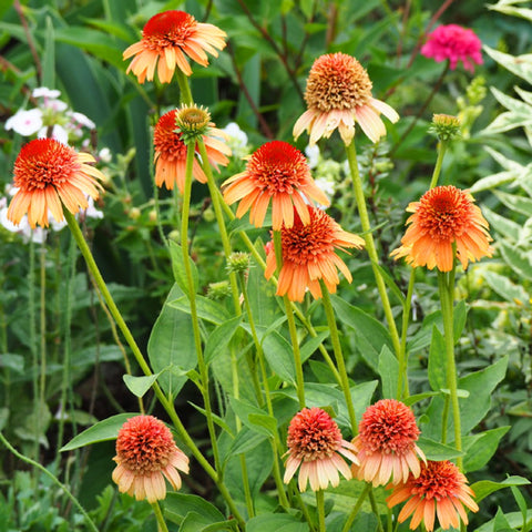 Mixrug Echinacea garden layout adds color to borders and beds.