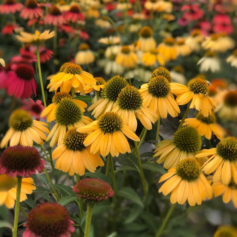 Mixrug Echinacea border planting adds perennial color to landscape.
