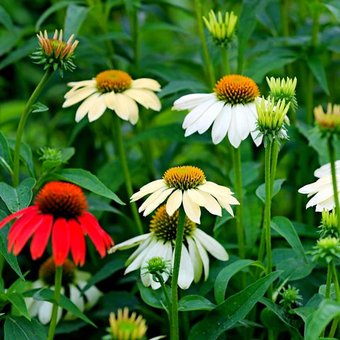 Mixrug Echinacea hardy perennial enhancing outdoor spaces.