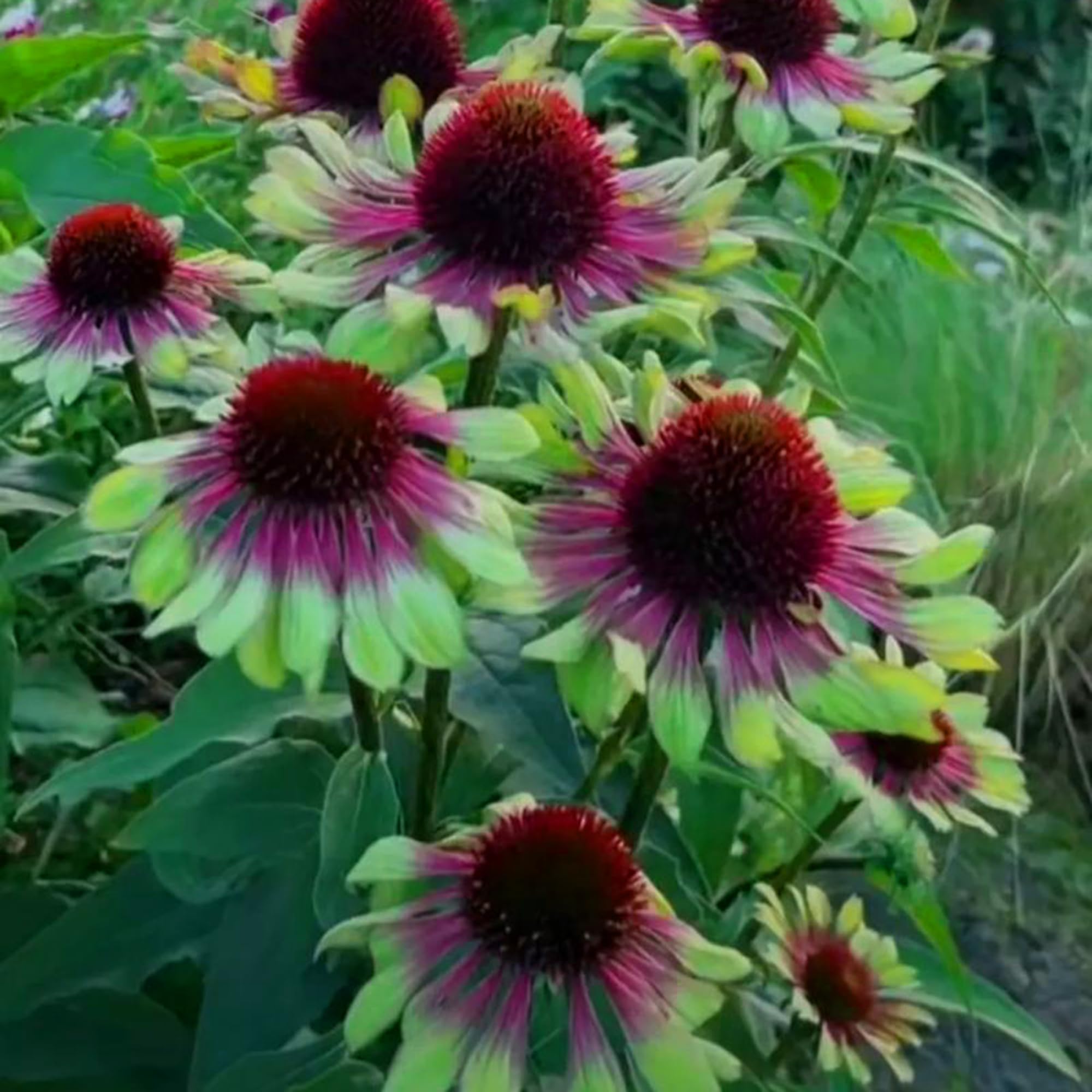 Mixrug Echinacea heirloom seeds offer non-GMO, hardy color.