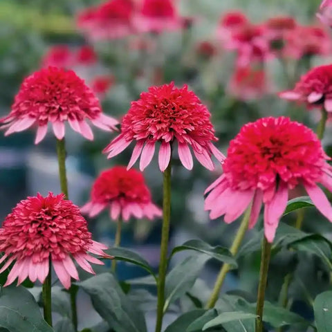 Mixrug Echinacea leaves appear healthy and sturdy in sunlit soil.