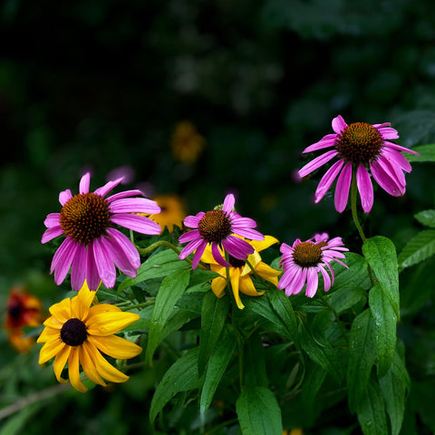 Mixrug Echinacea suitable for patios or containers.