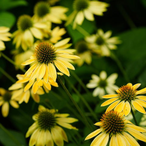 Mixrug Echinacea potted on patio treats balconies with color.