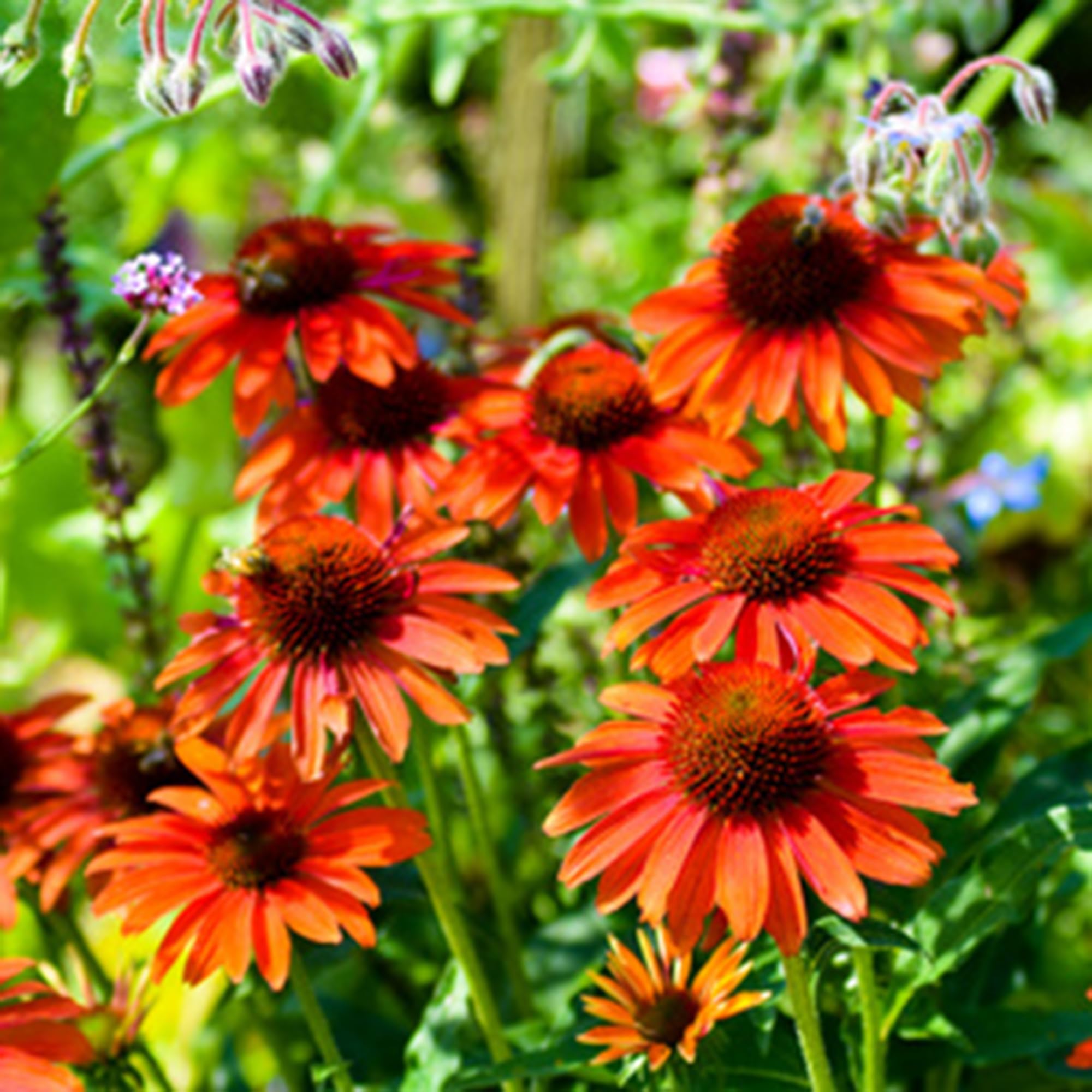 Mixrug Echinacea attracts bees and butterflies for a lively garden.