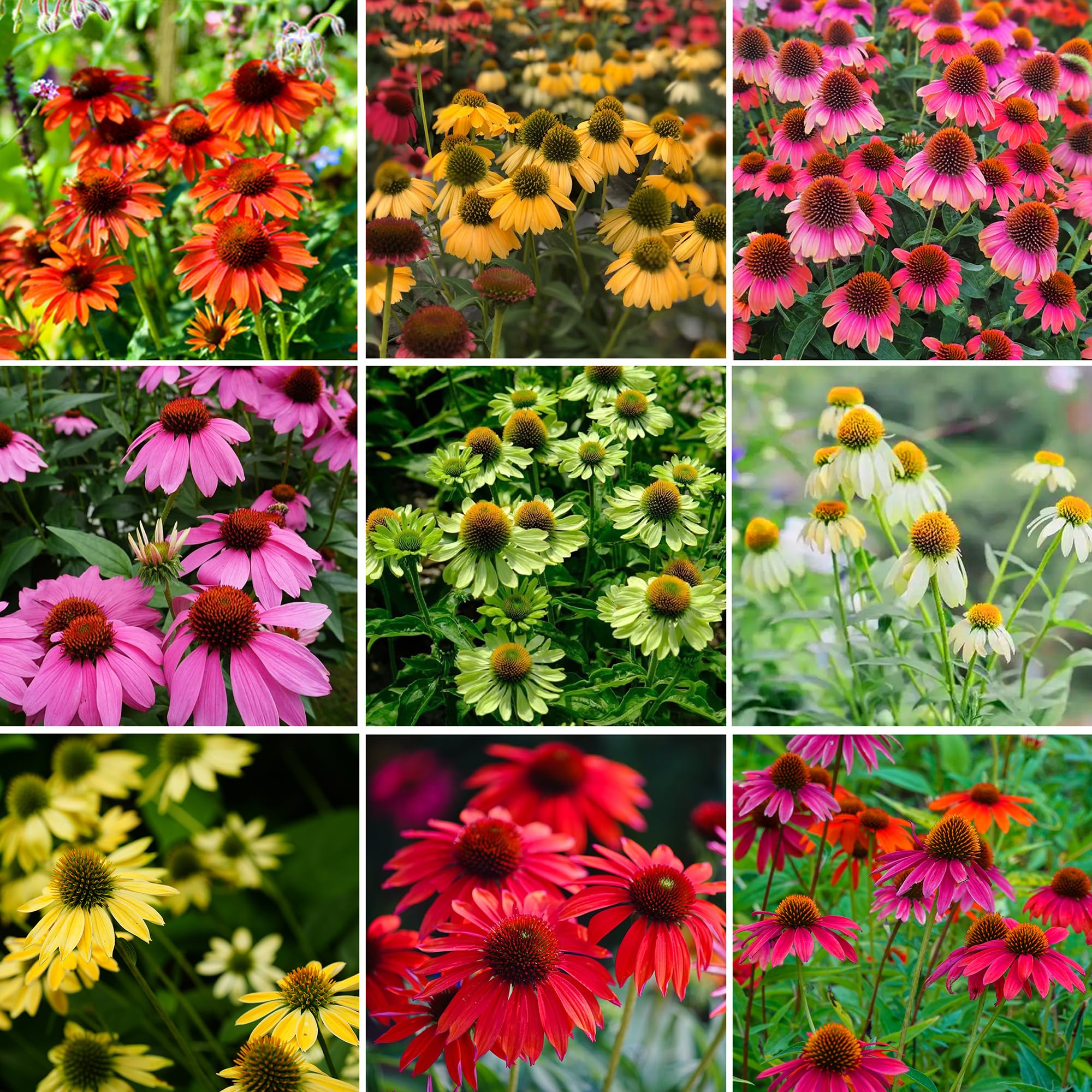 Mixrug Echinacea seeds pack close-up for vibrant garden color.