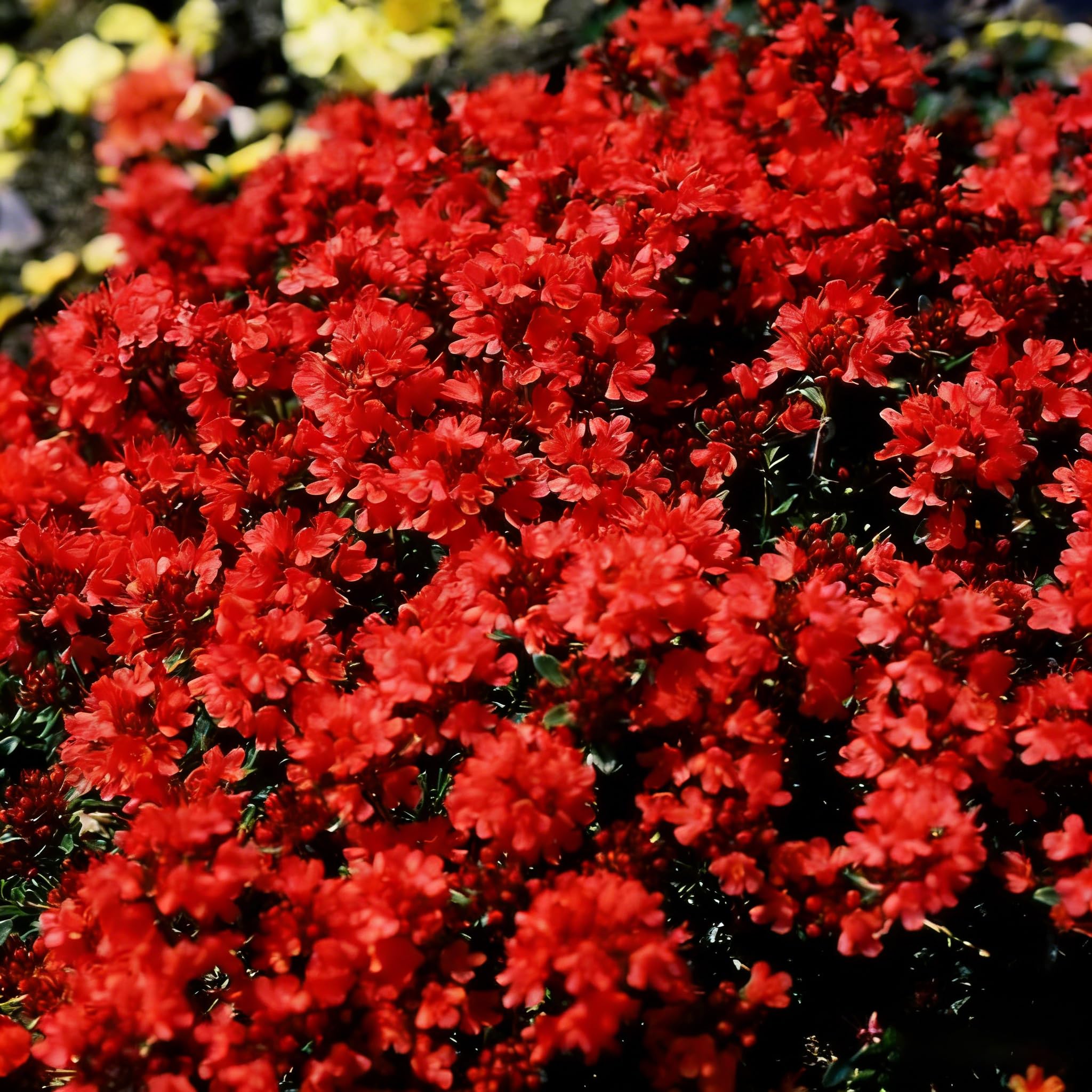 Mixrug edible-thyme-leaves offer culinary aroma when fresh or dried.
