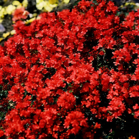 Mixrug edible-thyme-leaves offer culinary aroma when fresh or dried.