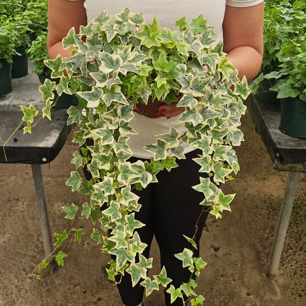 Mixrug English Ivy climbing vine on wall for lush privacy and decor.