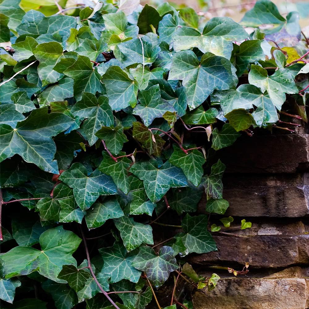 Mixrug English Ivy erosion-control roots stabilize slopes and soil.