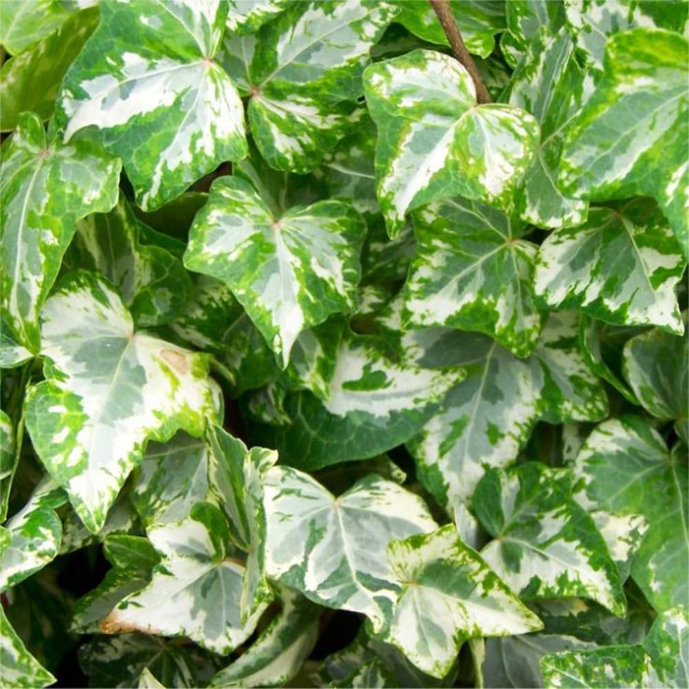 Mixrug English Ivy full-shade tolerant plant thrives in shaded spaces.