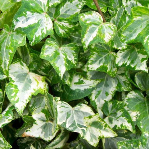 Mixrug English Ivy full-shade tolerant plant thrives in shaded spaces.