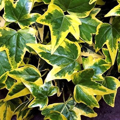 Mixrug English Ivy ground cover helps reduce weed growth in landscapes.