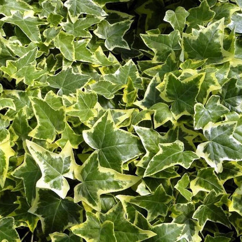 Mixrug English Ivy indoor hanging basket adds year-round greenery.