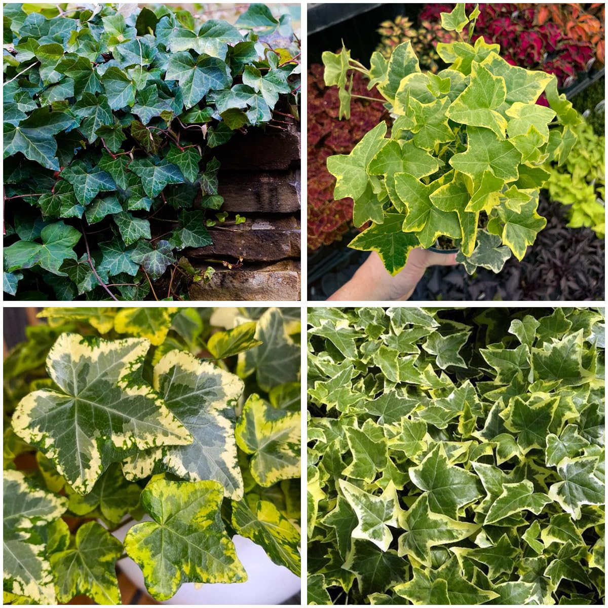 Mixrug English Ivy seeds pack for versatile ground cover and vertical growth.