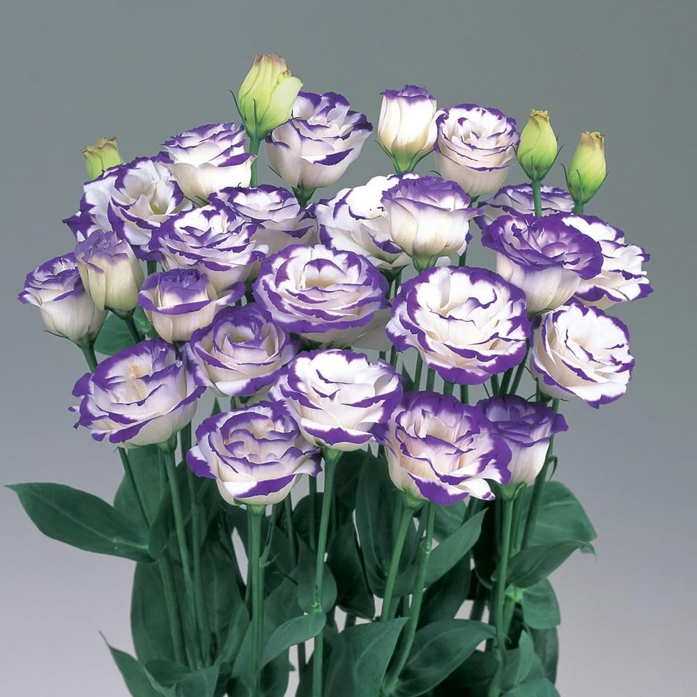 Mixrug eustoma seeds indoors germination guidance for healthy seedlings and earlier blooms.
