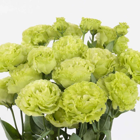 Mixrug eustoma seeds late-winter planting for reliable mid-summer blooms.