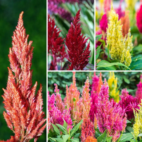Mixrug exotic Celosia seeds in a packet for vibrant blooms