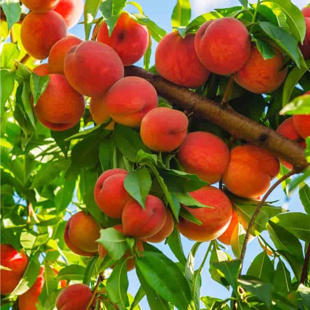 Mixrug fast-growing dwarf peach seeds promise a quicker home orchard in small spaces.