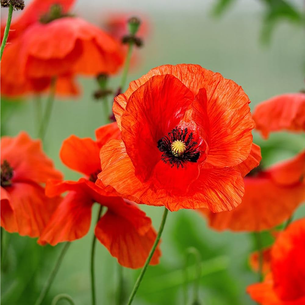 Mixrug fast-growing poppy seeds bloom in about 60 days.