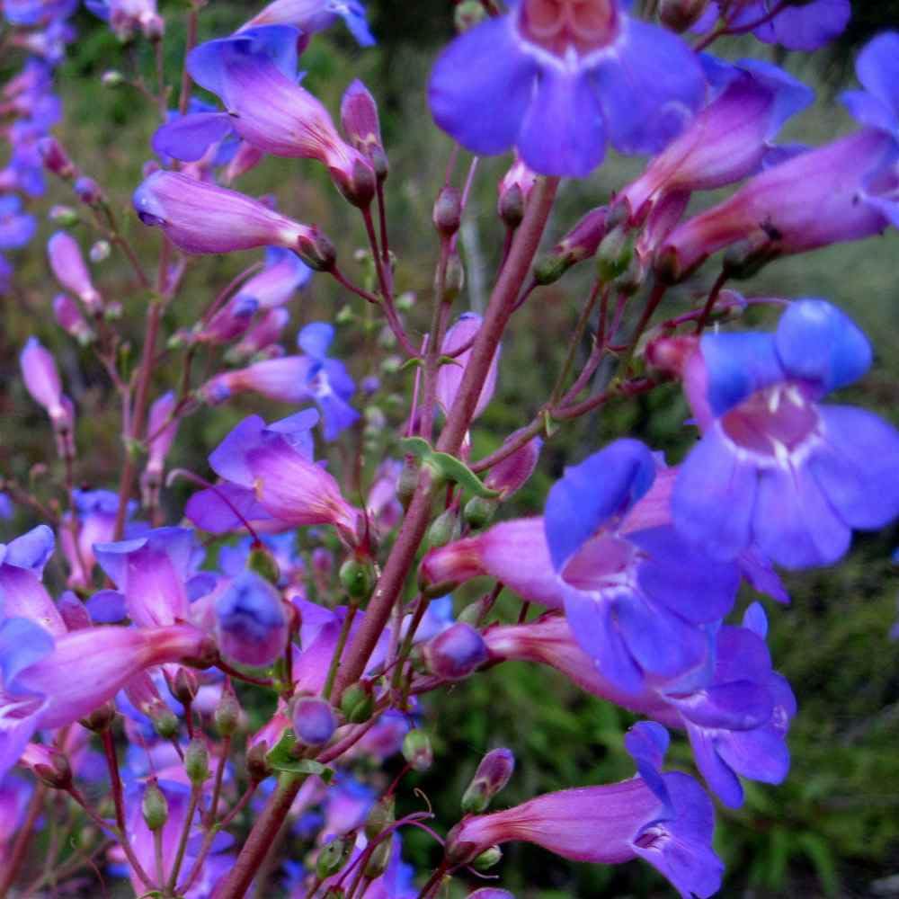 Mixrug fence and trellis trumpet vine seeds for quick screening and color.