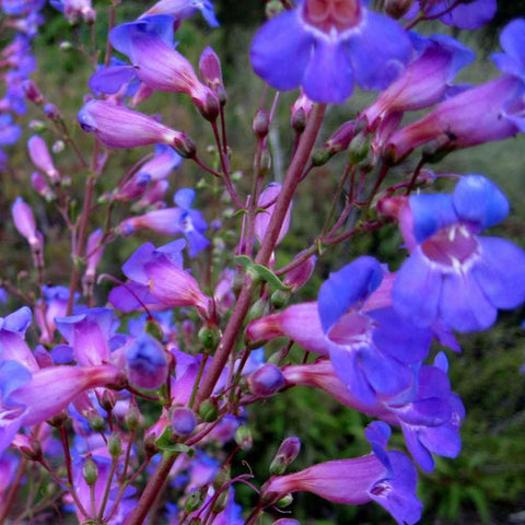 Mixrug fence and trellis trumpet vine seeds for quick screening and color.