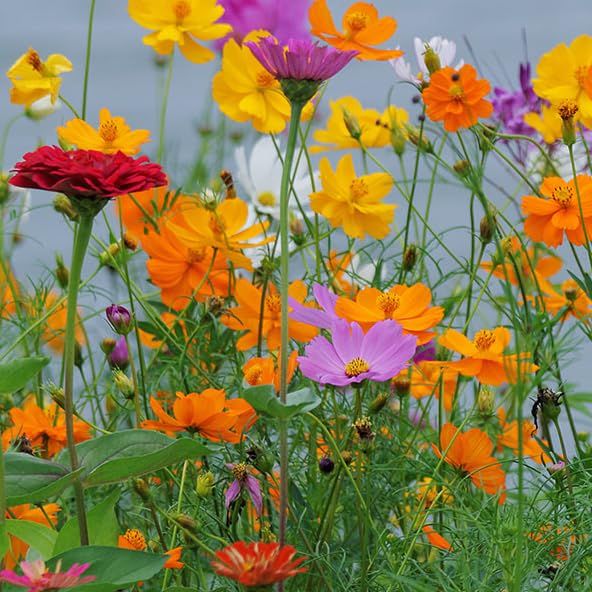 Mixrug fragrant cosmos flowers attract pollinators like butterflies and bees