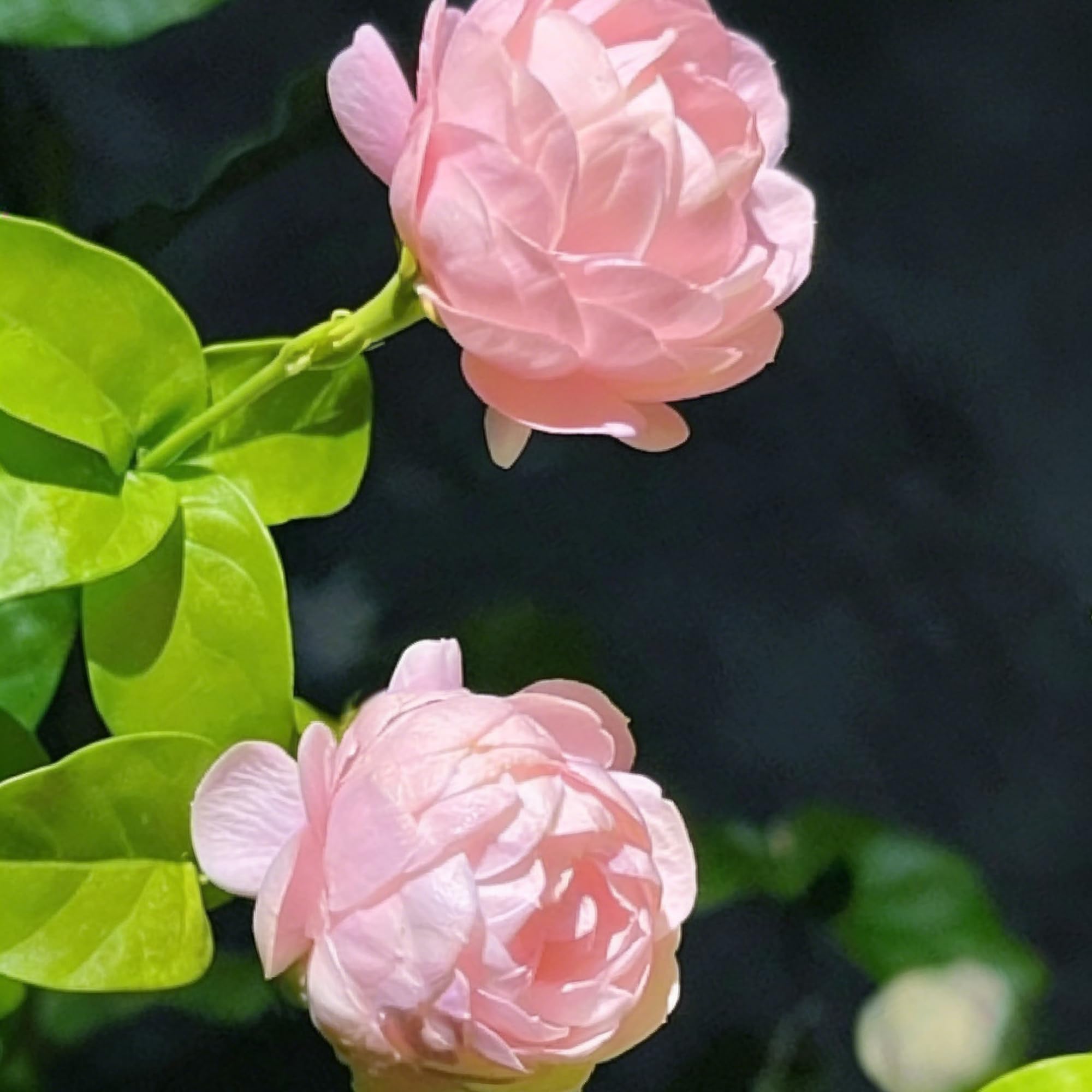 Mixrug Fragrant jasmine blooms attract pollinators in gardens.