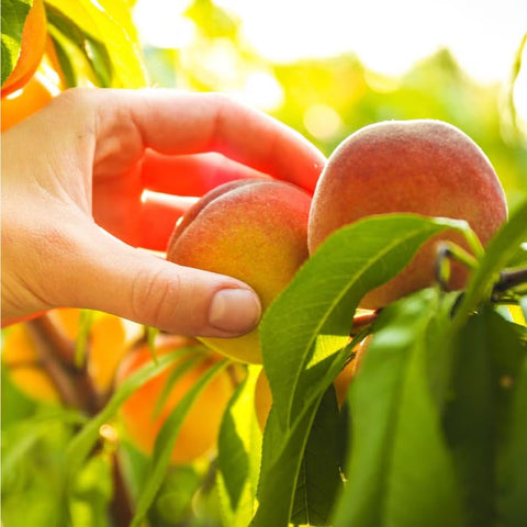 Mixrug freestone peach fruit close-up shows juicy flesh for fresh eating.