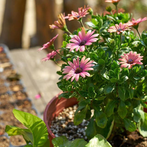 Mixrug sun-loving seeds suit borders, groundcovers, and container plantings.