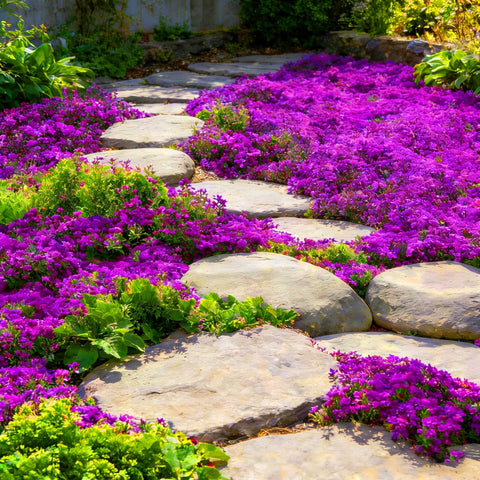 Mixrug thyme seeds thrive from full sun to semi-shade across varied light.