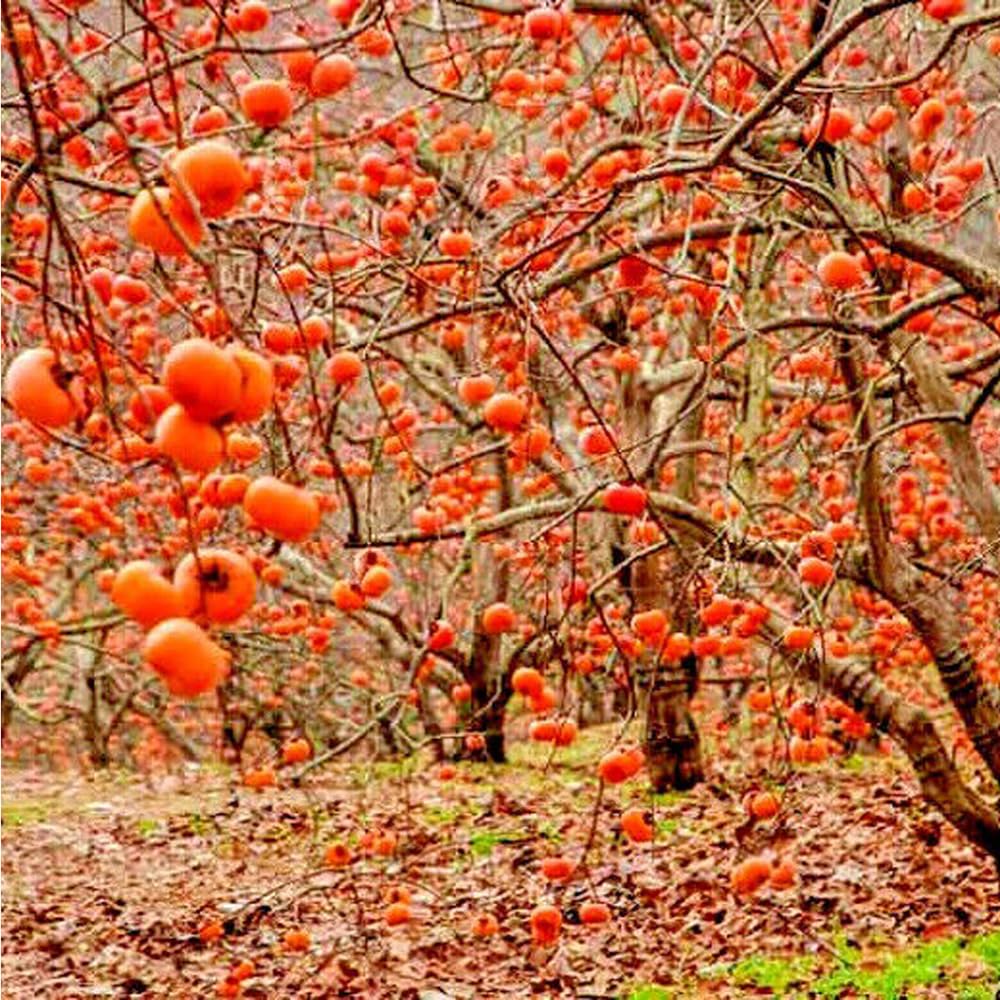 Mixrug Fuyu persimmon fruits on tree with sweet harvest potential